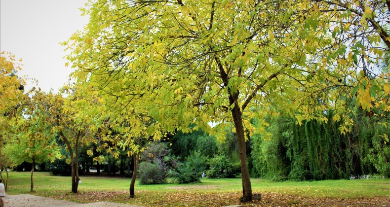 Çukurova Üniversitesi