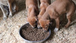 Antalya’da 4 yavru köpek kulak ve kuyrukları kesilmiş halde bulundu