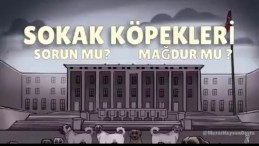 Sokak Köpekleri Sorun mu, Mağdur mu?