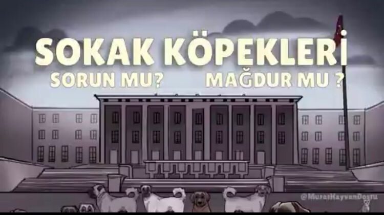 Sokak Köpekleri Sorun mu, Mağdur mu?