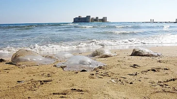 Mersin’de göçmen denizanaları sahile vurdu