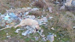 Ankara’da bir köpek işkenceyle öldürüldü