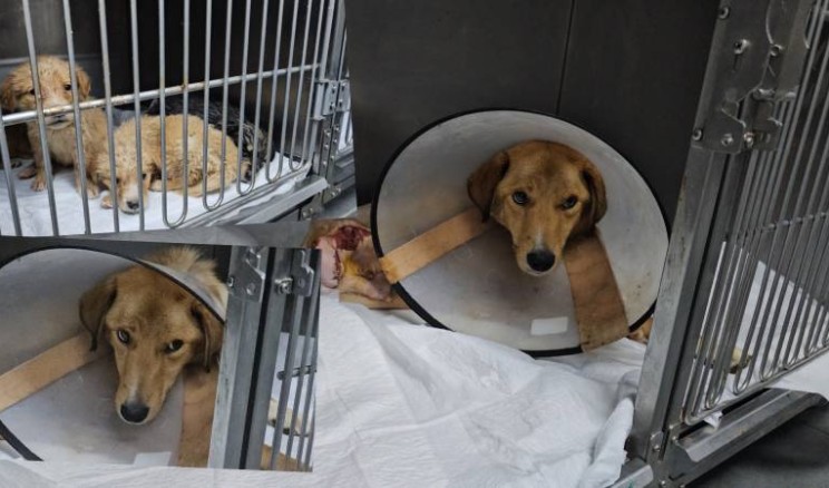 Hamile köpek pompalı tüfekle vuruldu: Yavrulardan biri hayatını kaybederken Anne köpek felç oldu