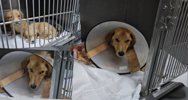 Hamile köpek pompalı tüfekle vuruldu: Yavrulardan biri hayatını kaybederken Anne köpek felç oldu