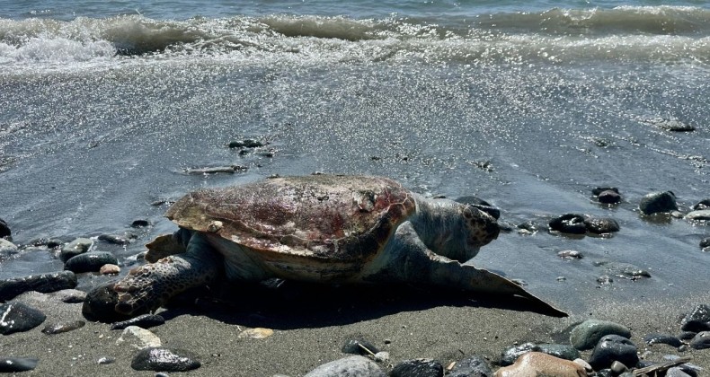 Hatay’da sahilde bir caretta caretta hayatını kaybetmiş halde  bulundu