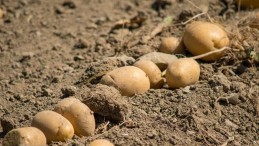 Adana’da patates hasadı başladı