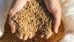 Buğday üreticileri TMO’dan haber bekliyor: Taban fiyat ne olacak?