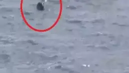 Akdeniz foku Adana’da görüntülendi