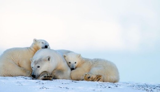 Alaska’da kutup ayıları tehdit altında