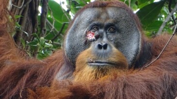 Biyologlar Yaralı Bir Orangutanın Şifalı Bitkiyi İlaç Olarak Kullandığını Gözlemledi