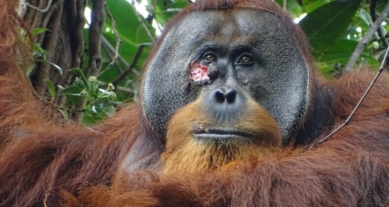 Biyologlar Yaralı Bir Orangutanın Şifalı Bitkiyi İlaç Olarak Kullandığını Gözlemledi