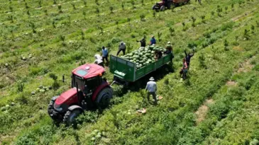 Adana’da karpuz fiyatları 7 lira oldu