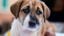 Araştırma: “Yavru köpek bakışı, sadece insanlar için evrimleşmedi”