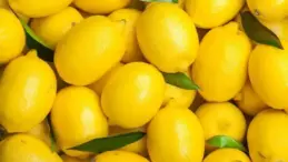 Limonda fahiş fiyatlar 40 gün daha sürecek