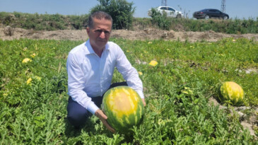 Adana’da güneş tarladaki karpuzları yaktı