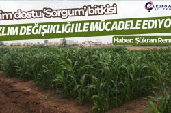 İklim dostu ‘Sorgum’ bitkisi: “İklim değişikliği ile mücadele ediyor”