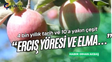 4 bin yıllık tarih ve 10’a yakın çeşit: “Erciş yöresi ve elma…”