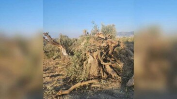 Defne’de zeytin ağaçları hukuksuzca sökülüyor