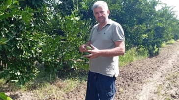 Osmaniye’de mandalina hasadı: Markette 40 TL’ye satılırken, tarlada 7 TL