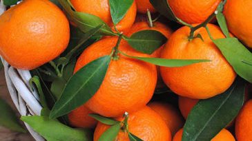 Adana’da mandalina hasadı: kilosu 16-18 lira
