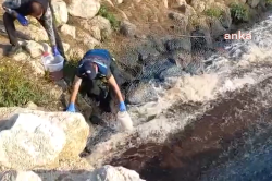 Ceyhan Nehrinde inceleme: Kirlilik ve balık ölümleri…