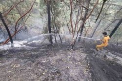 Kahramanmaraş’ta orman yangını: 5 buçuk hektar zarar var
