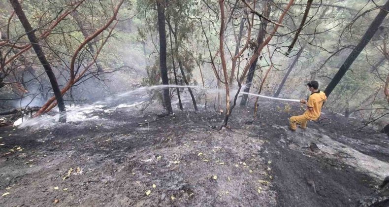 Kahramanmaraş’ta orman yangını: 5 buçuk hektar zarar var