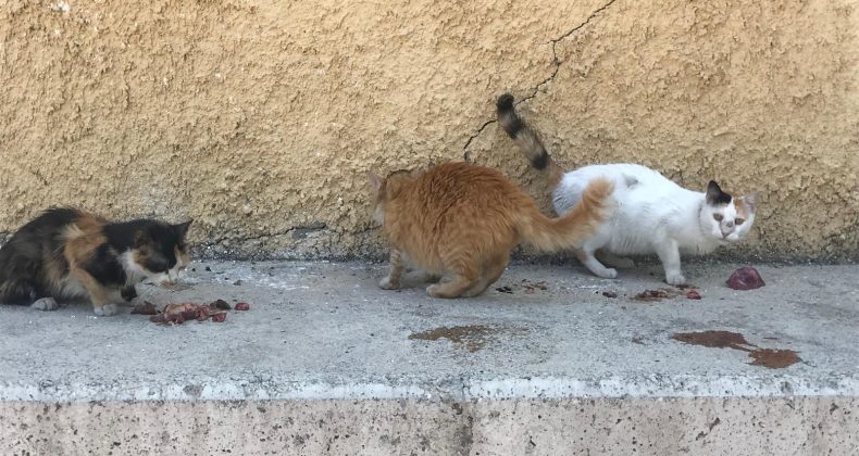 Hayvanları koruma kanunu: “ Yeni kanun sorunu çözmeyeceği gibi aksine büyüttü”