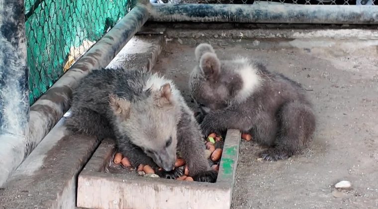 Tarsus Doğa Parkı’nda ‘yavru’ sevinci