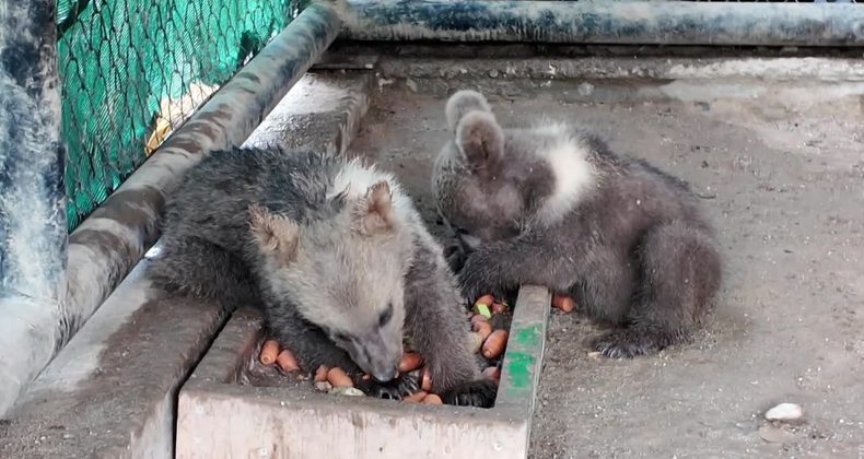 Tarsus Doğa Parkı’nda ‘yavru’ sevinci