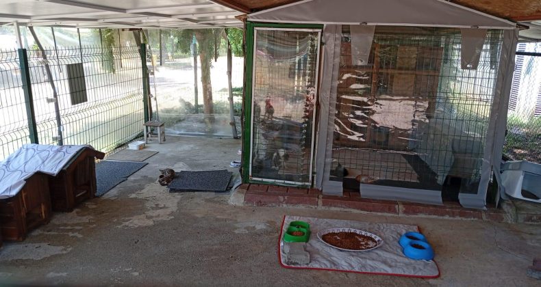 Adana’da Sokaktaki Dostlara Umut Olan Kadın: Tülin Tekerek